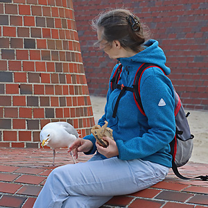 Silberm&ouml;we (Larus argentatus)
