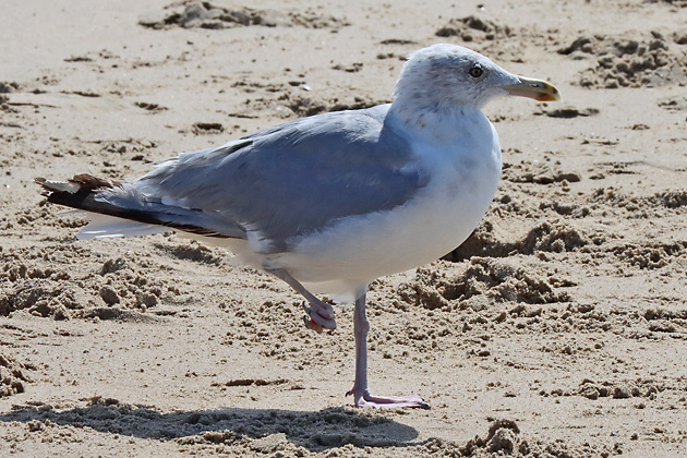 Verletzte Silberm&ouml;we