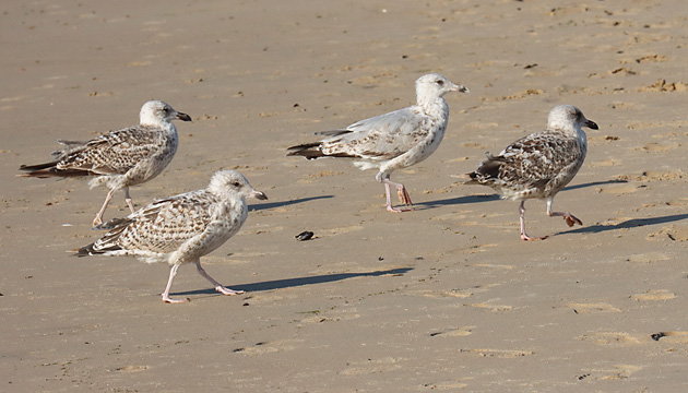 Junge Silberm&ouml;we