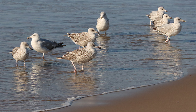 Junge Silberm&ouml;we