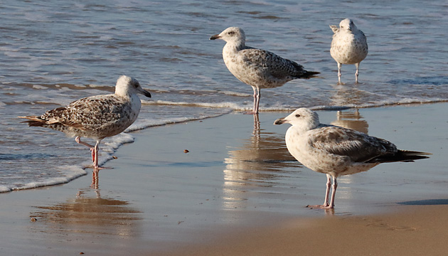 Junge Silberm&ouml;we