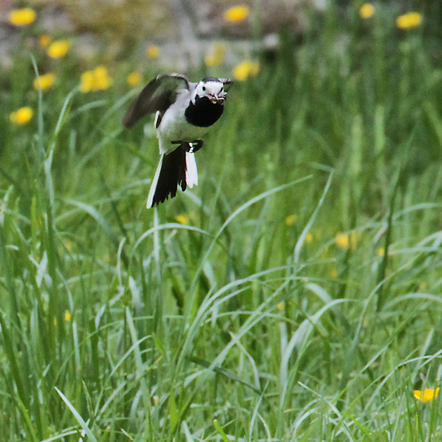Bachstelze (Motacilla alba)