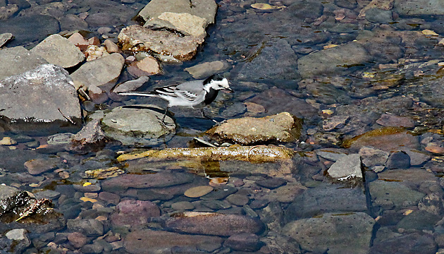 Bachstelze (Motacilla alba)