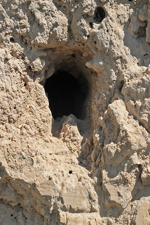 Bienenfresser-Nistgang