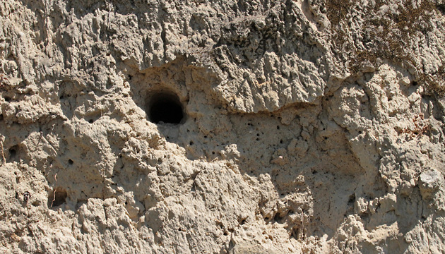 Bienenfresser-Nistgang