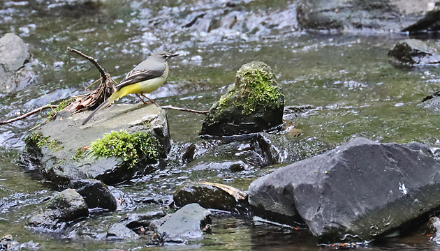 Gebirgsstelze (Motacilla cinerea)