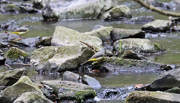 Gebirgsstelze (Motacilla cinerea)