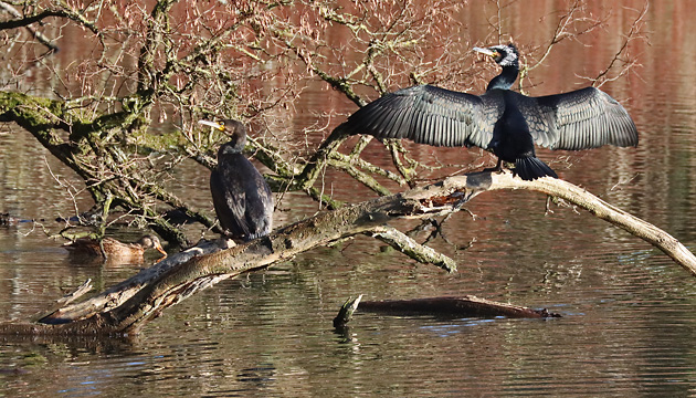 juveniler & adulter Kormoran