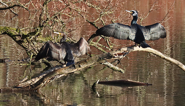2 Kormorane, ihr Gefieder trocknend