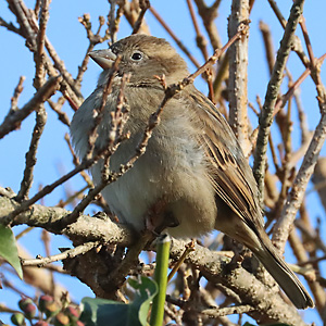 Sonnenbadender Haussperling, W