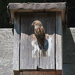 Haussperling am Nistkasten