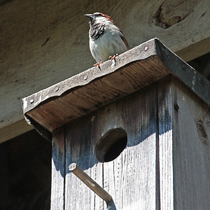 Haussperling, M auf Nistkasten