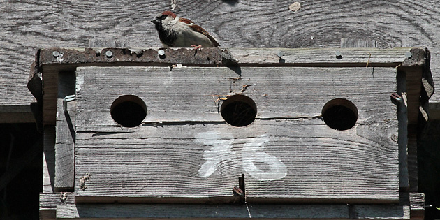 Haussperling, M auf Nistkasten