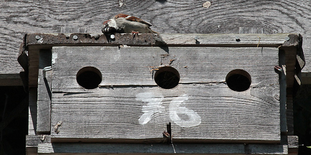Haussperling, M auf Nistkasten