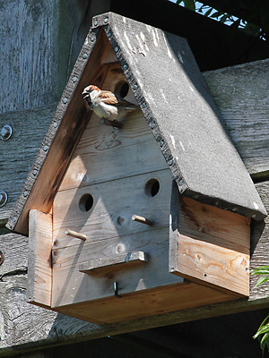 Haussperling, M vor Nistkasten