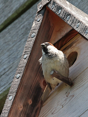 Haussperling, M vor Nistkasten
