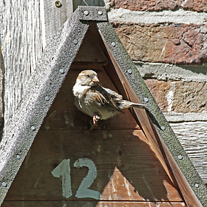 Haussperling, W am Nistkasten
