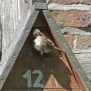 Haussperling, W am Nistkasten
