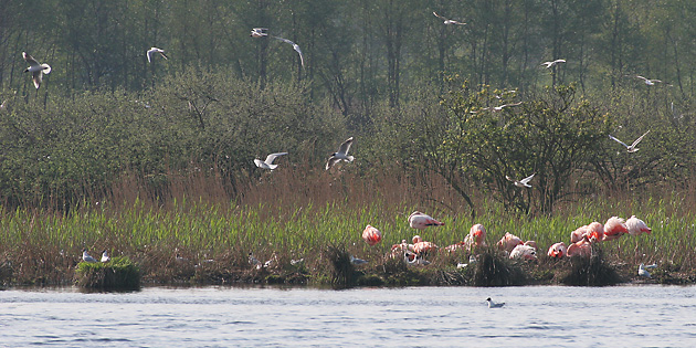 Flamingos (Phoenicopteriformes)