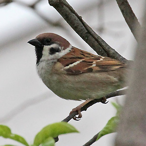 Passer montanus