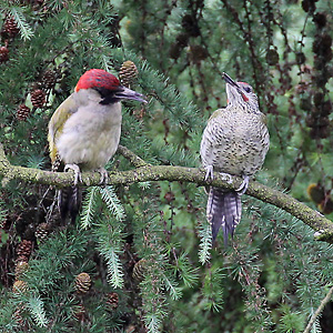 Gr&uuml;nspecht (Picus viridis)