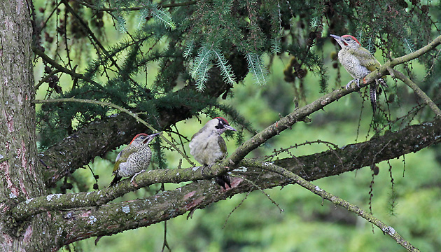 Gr&uuml;nspecht (Picis viridis)