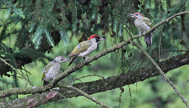 Gr&uuml;nspecht (Picis viridis)