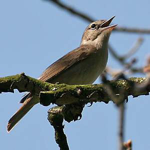 Gartengrasm&uuml;cke