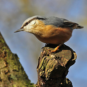 Kleiber (Sitta europaea) Kleiber