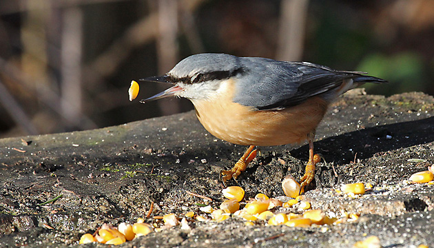 Kleiber (Sitta europaea) Kleiber