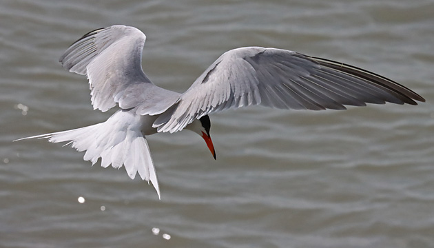Flu&szlig;seeschwalbe (Sterna hirundo)