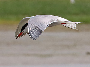 Flu&szlig;seeschwalbe (Sterna hirundo)