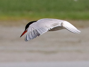 Flu&szlig;seeschwalbe (Sterna hirundo)