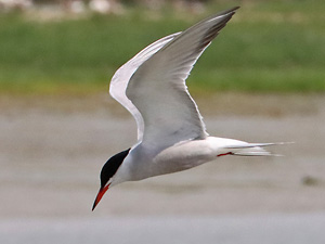 Flu&szlig;seeschwalbe (Sterna hirundo)