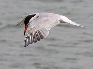 Flu&szlig;seeschwalbe (Sterna hirundo)