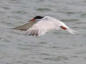 Flu&szlig;seeschwalbe (Sterna hirundo)