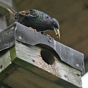 F&uuml;tternder Star