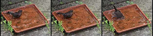 Komfortverhalten: Baden