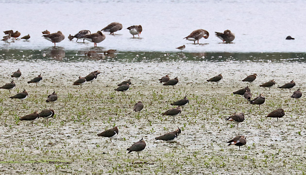 Kiebitze (Vanellus vanellus)