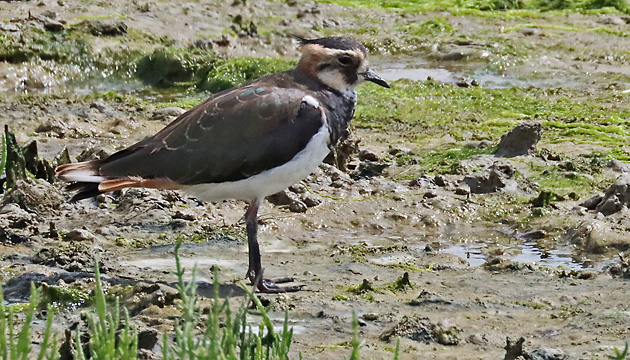 Kiebitz (Vanellus vanellus)