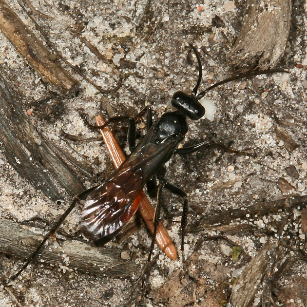 Caliadurgus fasciatellus