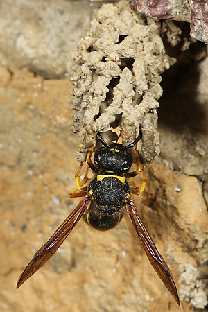 Odynerus spinipes, W