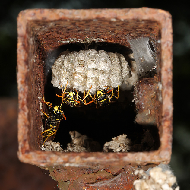 Polistes-dominula-Nest