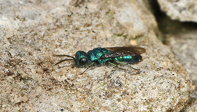 Trichrysis cyanea