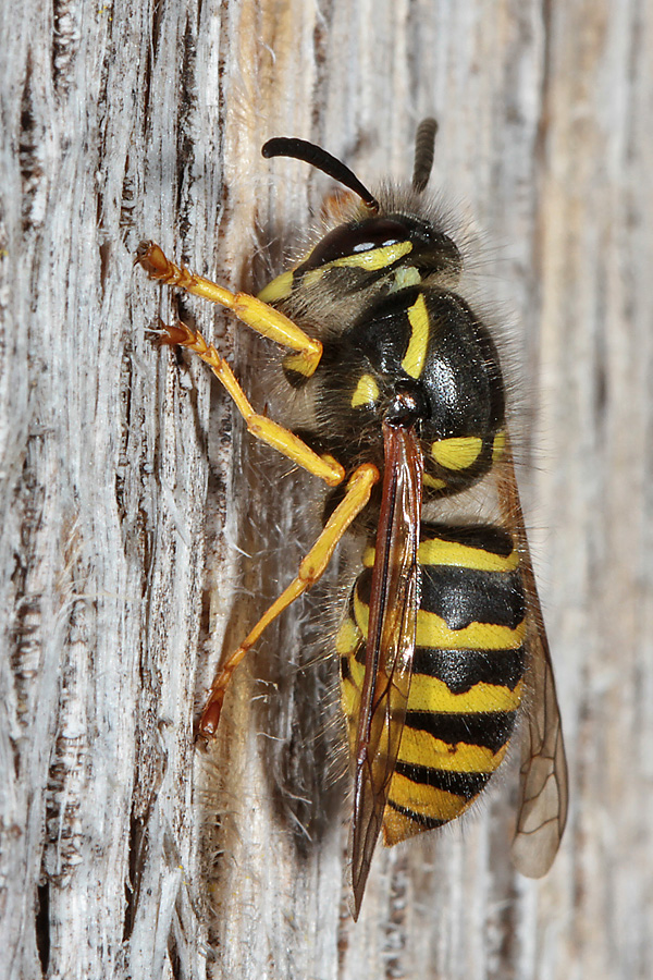 Gemeine Wespe