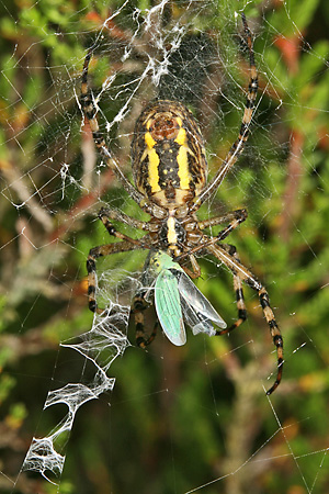 Gr&uuml;ne Zwergzikade