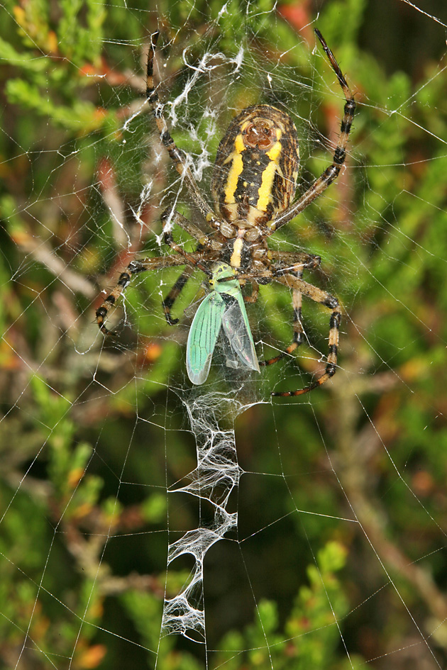 Gr&uuml;ne Zwergzikade