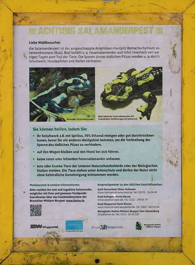 Warnung vor der "Salamanderpest"