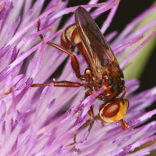 Sicus ferrugineus, MW Sicus ferrugineus, MW