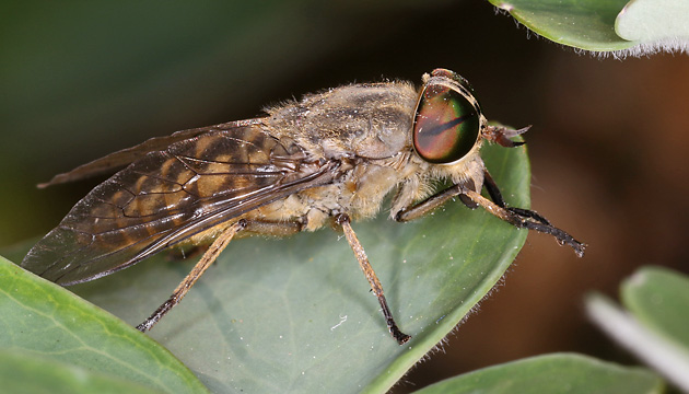 Tabanus bromius